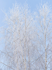 Frozen branches on a tree against a blue sky