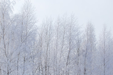 Frozen branches on a tree against a blue sky