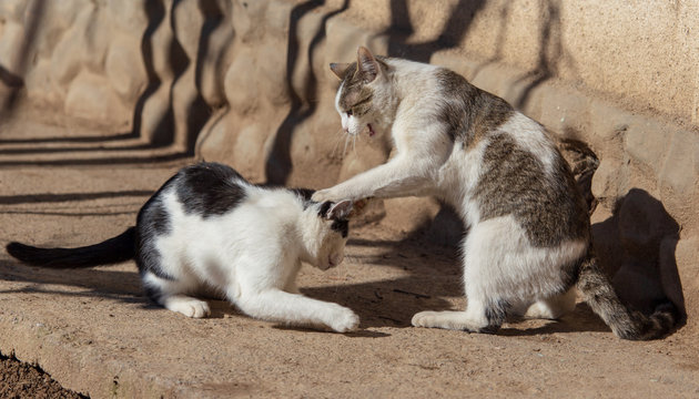 Two Cats Fighting In Nature