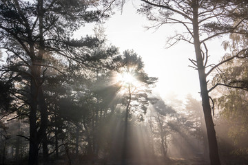 Fototapeta na wymiar The sunbeams in a foggy forest, Germany