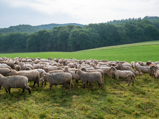 Obraz premium The grazing sheeps on a pasture