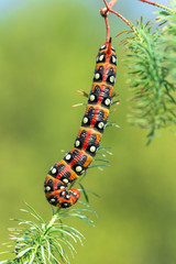 Spurge hawk-moth Hyles euphorbiae in Czech Republic