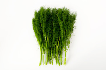 フェンネル（ウイキョウ）