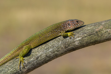The European Green lizard Lacerta viridis czech