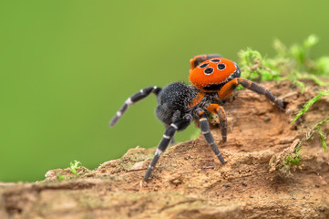 The Ladybird spider Eresus kollari in defence position