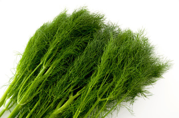 フェンネル（ウイキョウ）