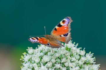 peacock eye butterfly sitting on allium flower against green background