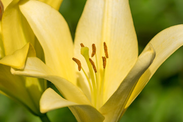 Obraz premium Close up of blooming flower of yellow lily growing in the garden