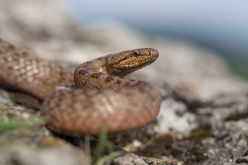 Smooth snake, Coronella austriaca, in Czech Republic