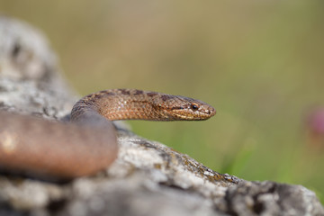 Smooth snake, Coronella austriaca, in Czech Republic