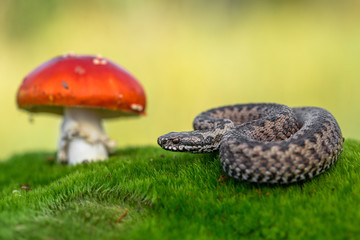 European viper Vipera berus in Czech Repblic