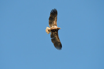 Junger Seeadler im Flug