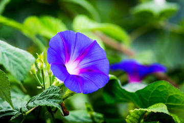 Blue flower of morning-glory (ipomoea)  on the background of green leaves_