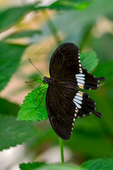 Closeup   beautiful butterfly sitting on flower.