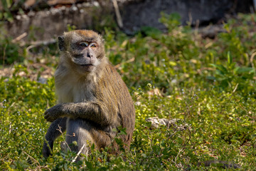 macaque monkey