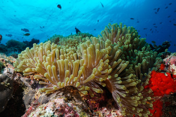 Fototapeta na wymiar Anemone Coral and fish at the Maldives