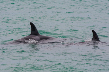 Fototapeta premium Orcas hunting sea lions, Patagonia , Argentina