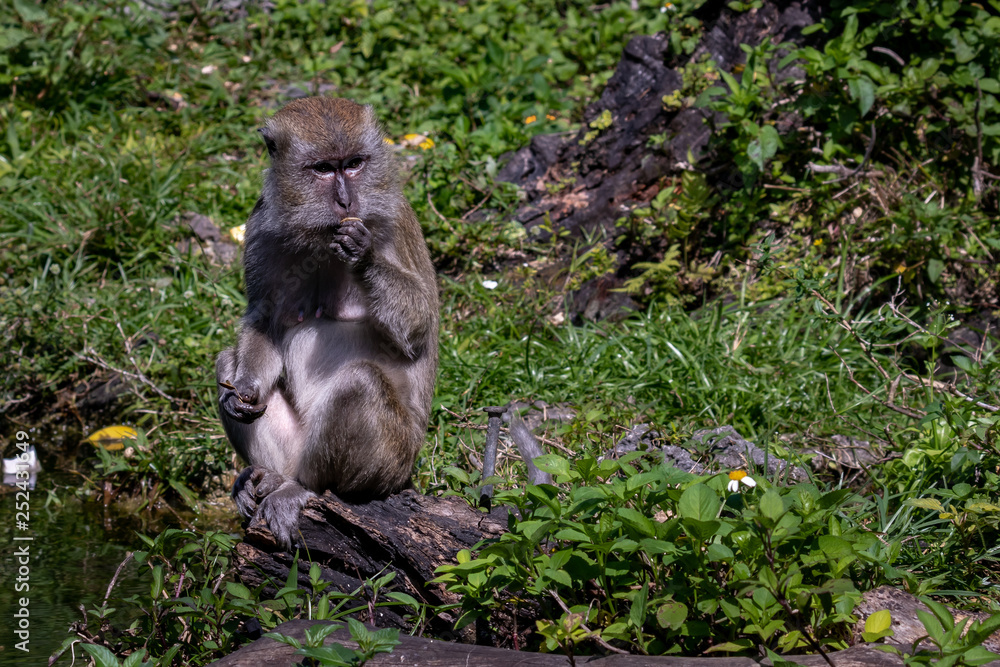 Wall mural macaque monkey