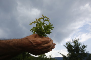 Little tree among human hands