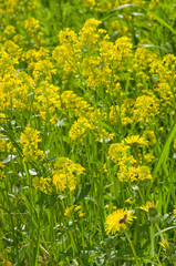 Obraz premium Yellow flower