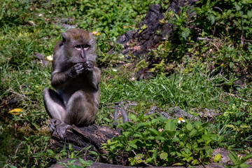 macaque monkey