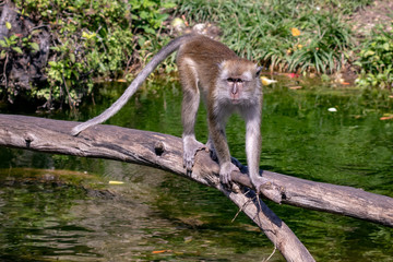 macaque monkey