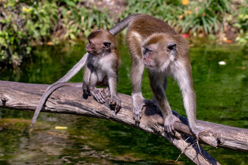 macaque monkey