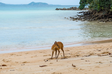 barking deer at Ko Rang, Mu Koh Chang national park, .Trad province, Thailand
