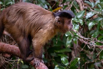 capuchin monkey