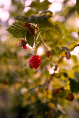 Organic raspberries in Nature