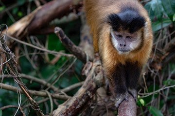 capuchin monkey