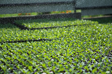 Selective Close-up of green seedling. Green salad growing from seed Farm garden in a greenhouse with watering plants. Stock background, photo