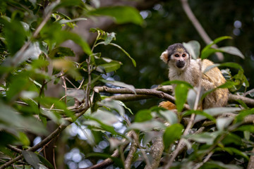 Squirrel Monkey
