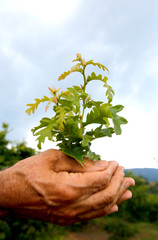 Little tree among human hands