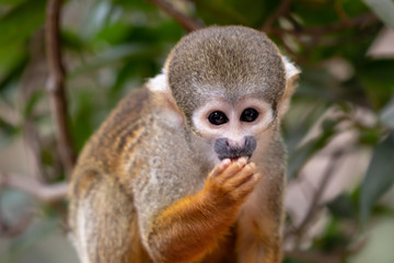 Squirrel Monkey close up