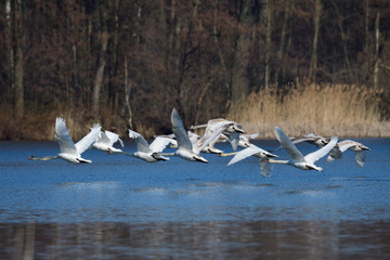 Höckerschwäne im Frühjahr