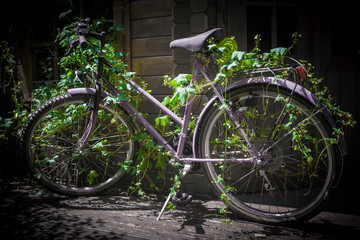 Naklejka na ściany i meble Ecological traffic turn. Purple lady's bicycle in front of a wooden hut overgrown with a creeper. Purple, green and brown colours.