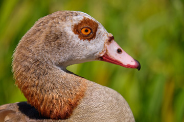 Lateral Head shot portrait of an egyptian goose (Alopochen aegyptiaca) with green blurry background