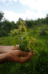 Little tree among human hands