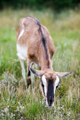 A goat grazes on a meadow. A goat eats grass