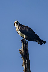 Bird eagle 