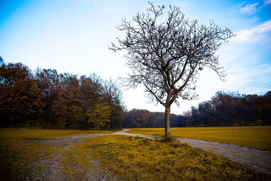 Rosta, Natura