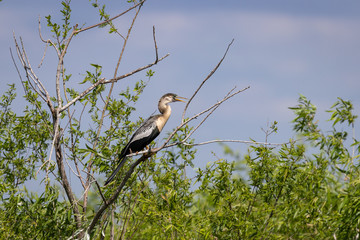 cormorant