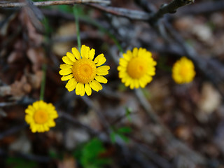 Daisy in nature