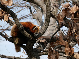 レッサーパンダ