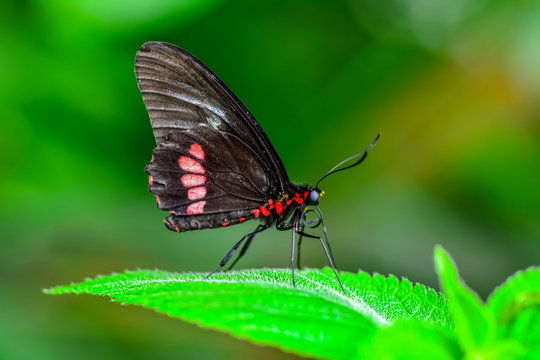 Closeup   beautiful butterfly sitting on flower. Parides aglaope 
