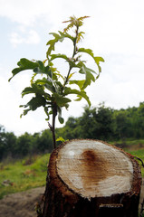 Little tree among human hands