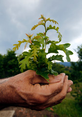 Little tree among human hands