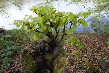 rebirth of tree beech growing on stump