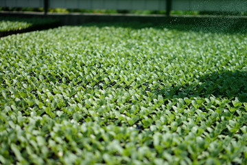Selective Close-up of green seedling. Green salad growing from seed Farm garden in a greenhouse with watering plants. Stock background, photo